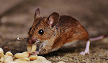 24 Hour & Emergency Exterminators in Encino, CA